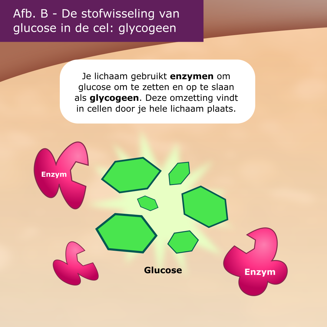 GSD-6 (Fosforylase-lever) infographic afbeelding 3